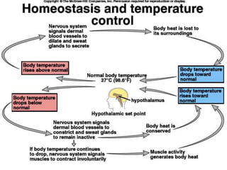 Darah-Anatomi & Fisiologi