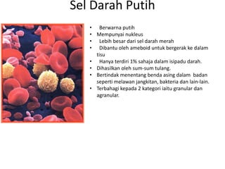 Sel Darah Putih
   • Berwarna putih
   • Mempunyai nukleus
   • Lebih besar dari sel darah merah
   • Dibantu oleh ameboid untuk bergerak ke dalam
     tisu
   • Hanya terdiri 1% sahaja dalam isipadu darah.
   • Dihasilkan oleh sum-sum tulang.
   • Bertindak menentang benda asing dalam badan
     seperti melawan jangkitan, bakteria dan lain-lain.
   • Terbahagi kepada 2 kategori iaitu granular dan
     agranular.
 