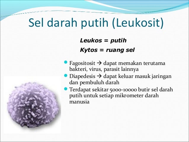 Darah