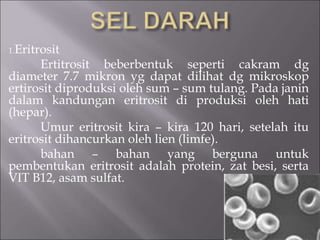 1.Eritrosit
Ertitrosit beberbentuk seperti cakram dg
diameter 7.7 mikron yg dapat dilihat dg mikroskop
ertirosit diproduksi oleh sum – sum tulang. Pada janin
dalam kandungan eritrosit di produksi oleh hati
(hepar).
Umur eritrosit kira – kira 120 hari, setelah itu
eritrosit dihancurkan oleh lien (limfe).
bahan – bahan yang berguna untuk
pembentukan eritrosit adalah protein, zat besi, serta
VIT B12, asam sulfat.
 