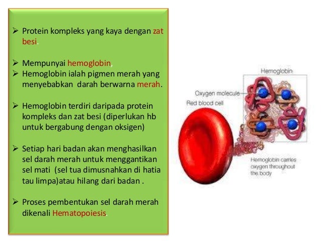 Anatomi Sel Darah Merah