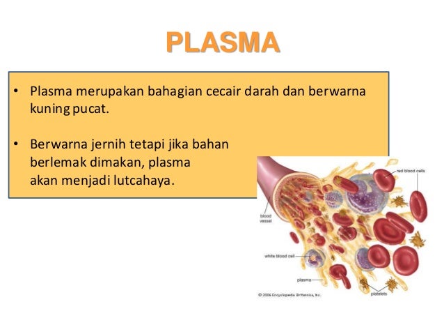  Darah  anatomi fisiologi edit3