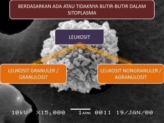 LEUKOSIT
BERDASARKAN ADA ATAU TIDAKNYA BUTIR-BUTIR DALAM
SITOPLASMA
LEUKOSIT GRANULER /
GRANULOSIT
LEUKOSIT NONGRANULER /
AGRANULOSIT
 
