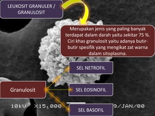 LEUKOSIT GRANULER /
GRANULOSIT
Merupakan jenis yang paling banyak
terdapat dalam darah yaitu sekitar 75 %.
Ciri khas granulosit yaitu adanya butir-
butir spesifik yang mengikat zat warna
dalam sitoplasma.
Granulosit
SEL NETROFIL
SEL EOSINOFIL
SEL BASOFIL
 