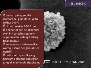 SEL BASOFIL
Ȫ jumlah paling sedikit
diantara sel granulosit, yaitu
sekitar 0,5 %
Ȫ ukuran sekitar 10-12 µm
Ȫ ± separuh dari sel dipenuhi
oleh inti yang bersegmen-
segmen atau kadang-kadang
tidak teratur.
Ȫ kemampuan inti mengikat
warna ± sama dengan inti sel
netrofil
Ȫ butir-butir spesifik yang
berwarna biru tua dan kasar
tampak memenuhi sitoplasma
 