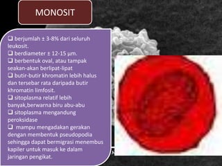 MONOSIT
 berjumlah ± 3-8% dari seluruh
leukosit.
 berdiameter ± 12-15 µm.
 berbentuk oval, atau tampak
seakan-akan berlipat-lipat
 butir-butir khromatin lebih halus
dan tersebar rata daripada butir
khromatin limfosit.
 sitoplasma relatif lebih
banyak,berwarna biru abu-abu
 sitoplasma mengandung
peroksidase
 mampu mengadakan gerakan
dengan membentuk pseudopodia
sehingga dapat bermigrasi menembus
kapiler untuk masuk ke dalam
jaringan pengikat.
 