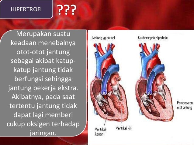 Jaringan Darah (Blood Tissue)