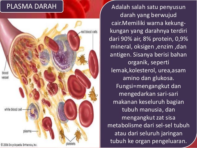  Jaringan  Darah Blood Tissue 