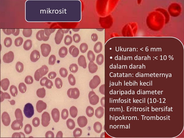 Jaringan Darah (Blood Tissue)
