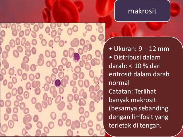 Jaringan Darah (Blood Tissue)