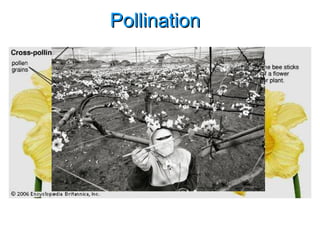 Pollination  