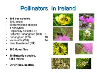 101 bee species 20% social 20 Bumblebee species 1 honeybee - Regionally extinct (RE)  3 - Critically Endangered (CR)  6 - Endangered (EN)  10 - Vulnerable (VU)  14 - Near threatened (NT)  12 180 Hoverflies 20 Butterfly species,  1350 moths Other flies, beetles Pollinators  in Ireland 