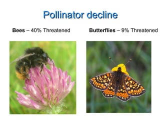 Pollinator decline Butterflies  – 9% Threatened Bees  – 40% Threatened 