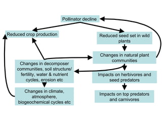 Pollinator decline  Reduced crop production Reduced seed set in wild plants Changes in natural plant communities Impacts on herbivores and seed predators Impacts on top predators and carnivores Changes in decomposer communities, soil structure/fertility, water & nutrient cycles, erosion etc Changes in climate, atmosphere, biogeochemical cycles etc 