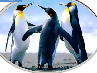 Pinguin
 