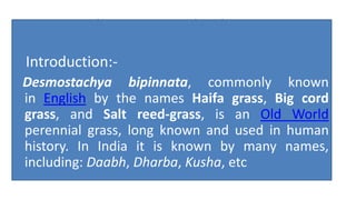 Darba- Desmostachya bipinnata 
Introduction:- 
Desmostachya bipinnata, commonly known 
in English by the names Haifa grass, Big cord 
grass, and Salt reed-grass, is an Old World 
perennial grass, long known and used in human 
history. In India it is known by many names, 
including: Daabh, Dharba, Kusha, etc 
 