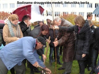 Sodiname draugystės medelį, lietuvišką beržą 