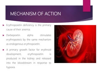 MECHANISM OF ACTION
 Erythropoietin deficiency is the primary
cause of their anemia.
 Darbepoetin alpha stimulates
erythropoiesis by the same mechanism
as endogenous erythropoietin.
 A primary growth factor for erythroid
development, erythropoietin is
produced in the kidney and released
into the bloodstream in response to
hypoxia.
 