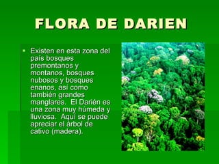 FLORA DE DARIEN Existen en esta zona del país bosques premontanos y montanos, bosques nubosos y bosques enanos, así como también grandes manglares.  El Darién es una zona muy húmeda y lluviosa.  Aquí se puede apreciar el árbol de cativo (madera).  