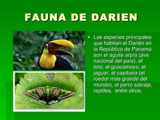 FAUNA DE DARIEN Las especies principales que habitan el Darién en la República de Panamá son el águila arpía (ave nacional del país), el loro, el guacamayo, el jaguar, el capibara (el roedor más grande del mundo), el perro salvaje, reptiles,  entre otros.  
