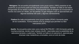 Nitrógeno: Se encuentra principalmente como grupo amino (-NH2) presente en las
proteínas ya que forma parte de todos los aminoásidos. También se halla en las bases
nitrógenadas de los ásidos nucleicos. Prácticamente todo el nitrógeno es incorporado al
mundo vivo como ion nitrato, por las plantas. El gas nitrógeno solo es aprovechado por
algunas bacterias del suelo y algunas cianobacterias.

Fósforo:Se halla principalmente como grupo fosfato (PO43-) formando parte
de los nucleotidos . Forma enlaces ricos en energía que permiten su fácil
intercambio (ATP).
Azufre. Se encuentra sobre todo como radical SILFRILIDO (-SH) formando parte de
muchas proteínas, donde crean enlases disulfro esenciales para la estabilidad de la
estructura terciaria y cuaternaria. También se halla en el coenzima A, esencial para
diversas rutas metabólicas universales, como el ciclo de krebs

 