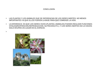 CONCLUSION
● LAS PLANTAS Y LOS ANIMALES QUE SE DIFERENCIAN DE LOS SERES INERTES, NO MENOS
IMPORTANTES YA QUE ELLOS FUERON LA BASE PARA QUE COMIENZE LA VIDA.
● LA DIFERENCIA ES QUE LOS SERES VIVOS (PLANTAS, ANIMALES) PUEDEN REALIZAR FUNCIONES
VITALES(RESPIRACION,REPRODUCCION, NUTRICION,ETC.); Y LOS SERES INERTES NO LO HACEN
SOLO OCUPAN UN LUGAR EN EL ESPACIO.
●
 