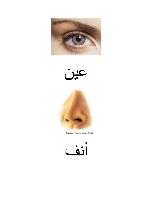 Bagian Bagian Tubuh Dalam  Bahasa  Arab  Berbagai Bagian 