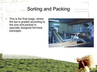 Sorting and Packing This is the final stage, where the tea is graded according to the size and packed in specially designed foil lined packages.  