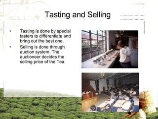 Tasting is done by special tasters to differentiate and bring out the best one. Selling is done through auction system. The auctioneer decides the selling price of the Tea. Tasting and Selling 