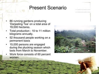 Present Scenario 86 running gardens producing ‘Darjeeling Tea’ on a total area of 19,000 hectares. Total production - 10 to 11 million kilograms annually. 52 thousand people working on a permanent basis 15,000 persons are engaged during the plucking season which lasts from March to November. Work force consists of 60 percent women.  