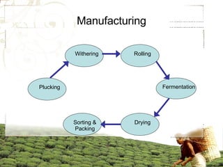 Manufacturing Plucking Sorting & Packing Drying Fermentation Withering Rolling 