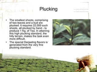 Plucking The smallest shoots, comprising of two leaves and a bud are plucked. It requires 22,000 such shoots, all plucked by hand - to produce 1 Kg. of Tea. In attaining this high plucking standard, the hilly terrain, makes the task even more difficult. The special Darjeeling flavors is generated from the very fine plucking standard.  