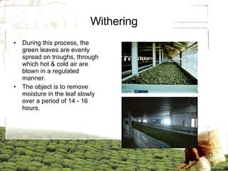 Withering During this process, the green leaves are evenly spread on troughs, through which hot & cold air are blown in a regulated manner. The object is to remove moisture in the leaf slowly over a period of 14 - 16 hours.  