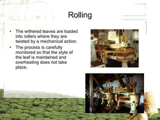 Rolling The withered leaves are loaded into rollers where they are twisted by a mechanical action. The process is carefully monitored so that the style of the leaf is maintained and overheating does not take place. 