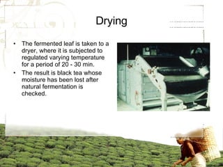 Drying The fermented leaf is taken to a dryer, where it is subjected to regulated varying temperature for a period of 20 - 30 min. The result is black tea whose moisture has been lost after natural fermentation is checked. 