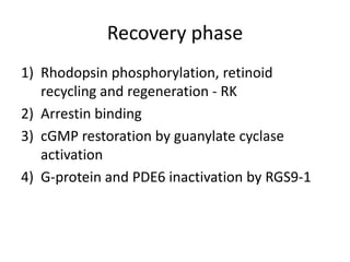 Recovery phase
1) Rhodopsin phosphorylation, retinoid
recycling and regeneration - RK
2) Arrestin binding
3) cGMP restoration by guanylate cyclase
activation
4) G-protein and PDE6 inactivation by RGS9-1
 