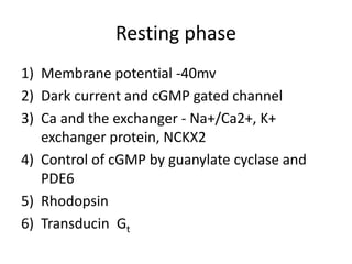 Resting phase
1) Membrane potential -40mv
2) Dark current and cGMP gated channel
3) Ca and the exchanger - Na+/Ca2+, K+
exchanger protein, NCKX2
4) Control of cGMP by guanylate cyclase and
PDE6
5) Rhodopsin
6) Transducin Gt
 