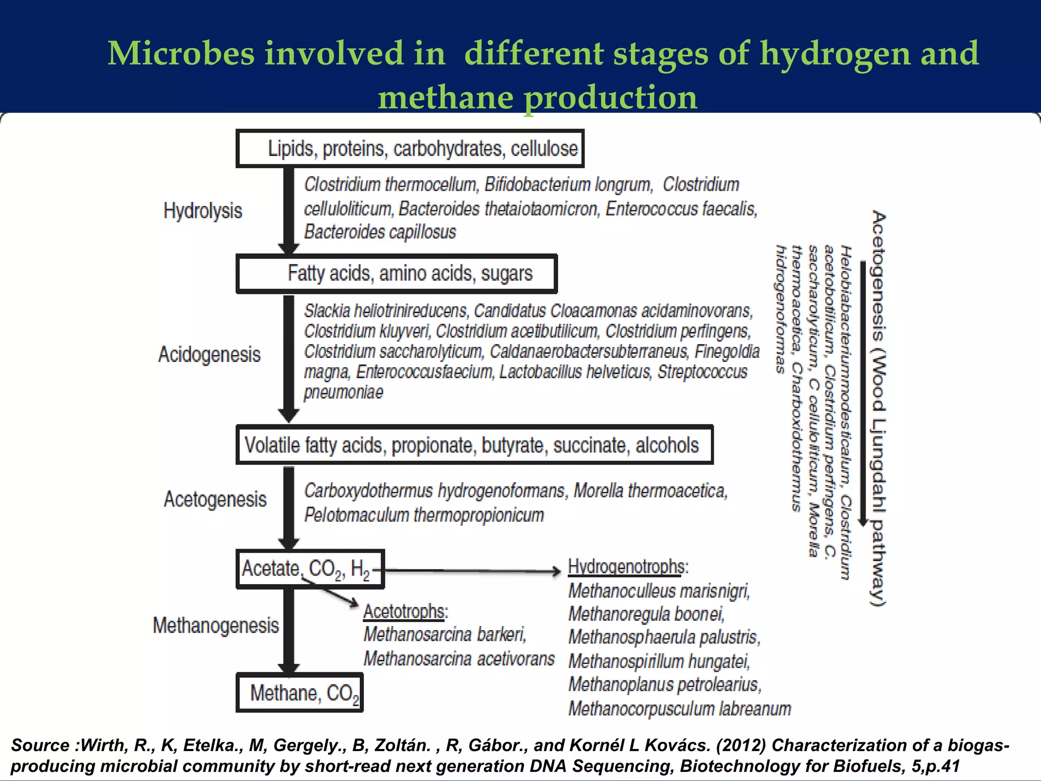 Microbes involved in different stages of hydrogen and
methane production
Source :Wirth, R., K, Etelka., M, Gergely., B, Zoltán. , R, Gábor., and Kornél L Kovács. (2012) Characterization of a biogas-
producing microbial community by short-read next generation DNA Sequencing, Biotechnology for Biofuels, 5,p.41
 