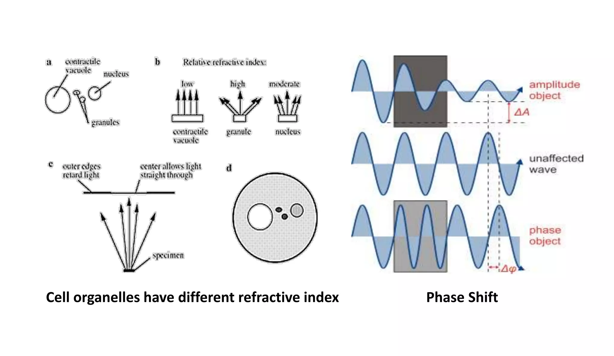 12
Cell organelles have different refractive index Phase Shift
 