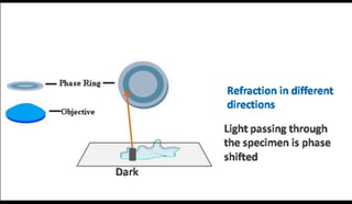 Dark field and Phase Contrast Microscope | PPTX