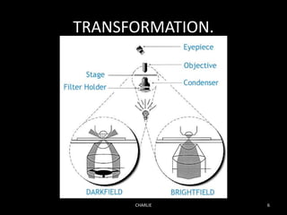 TRANSFORMATION.
CHARLIE 6
 