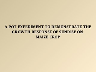 A POT EXPERIMENT TO DEMONSTRATE THE
GROWTH RESPONSE OF SUNRISE ON
MAIZE CROP
 
