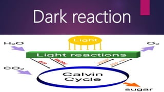 Dark reaction
 