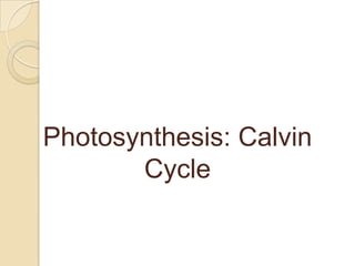 Photosynthesis: Calvin
       Cycle
 