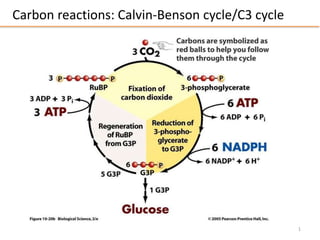 Carbon reactions: Calvin-Benson cycle/C3 cycle
1
 