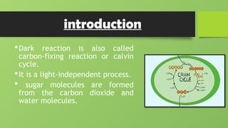 Dark reactions in plants and steps of it's cycle | PPTX