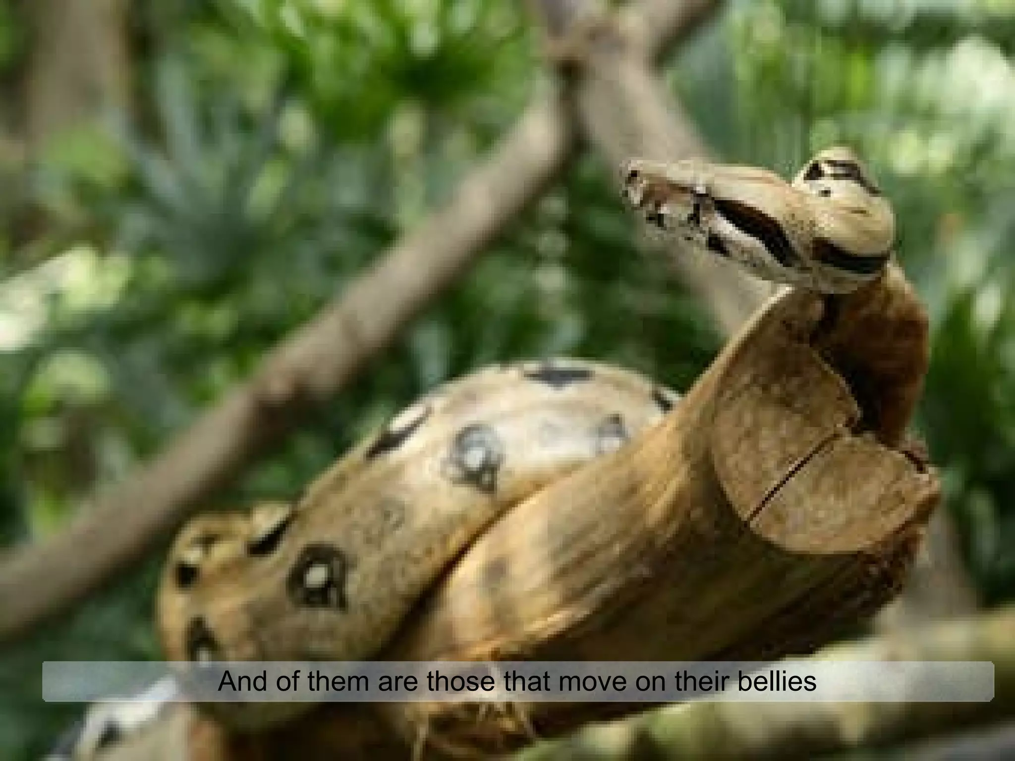 And of them are those that move on their bellies 