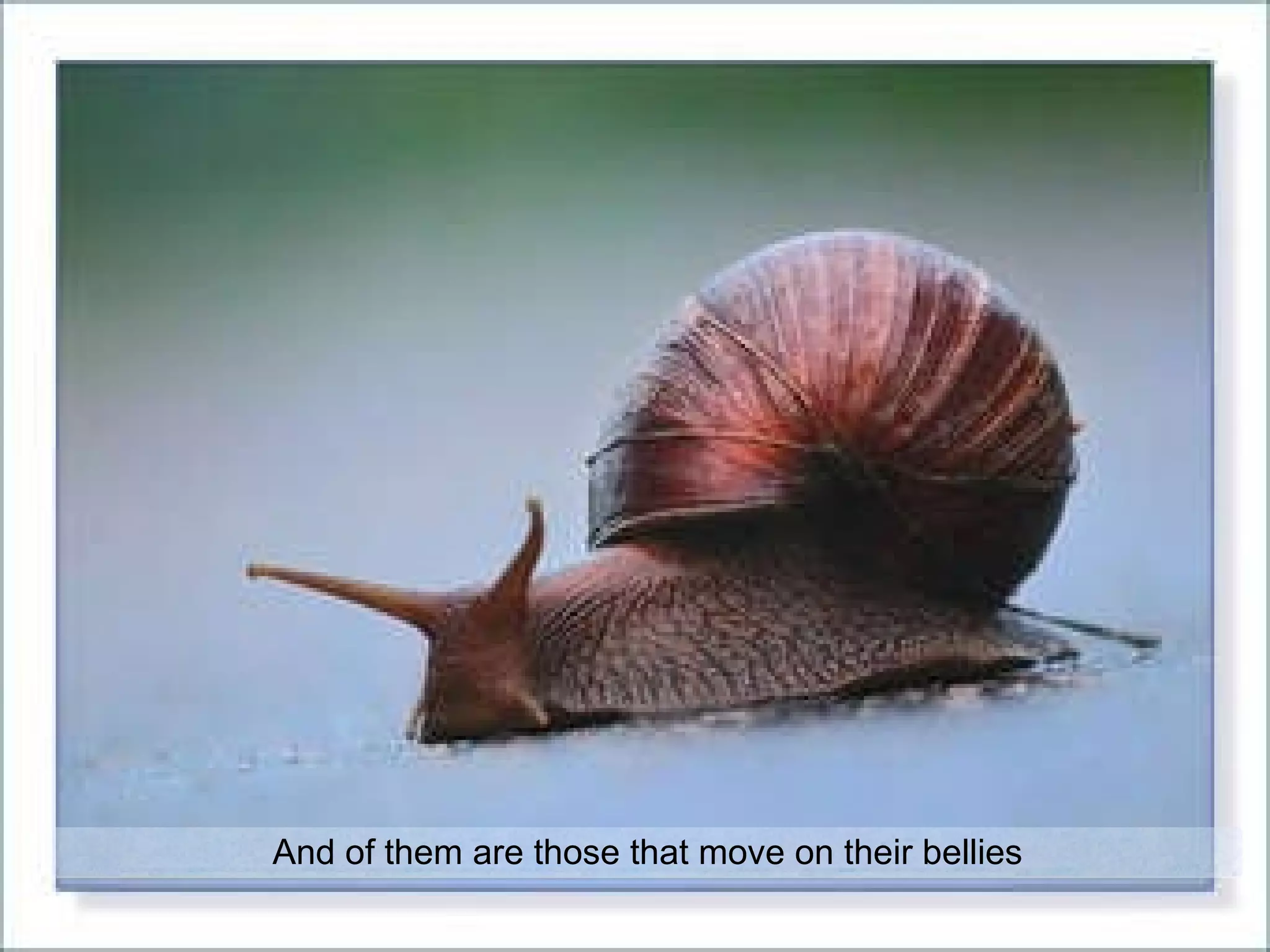 And of them are those that move on their bellies 