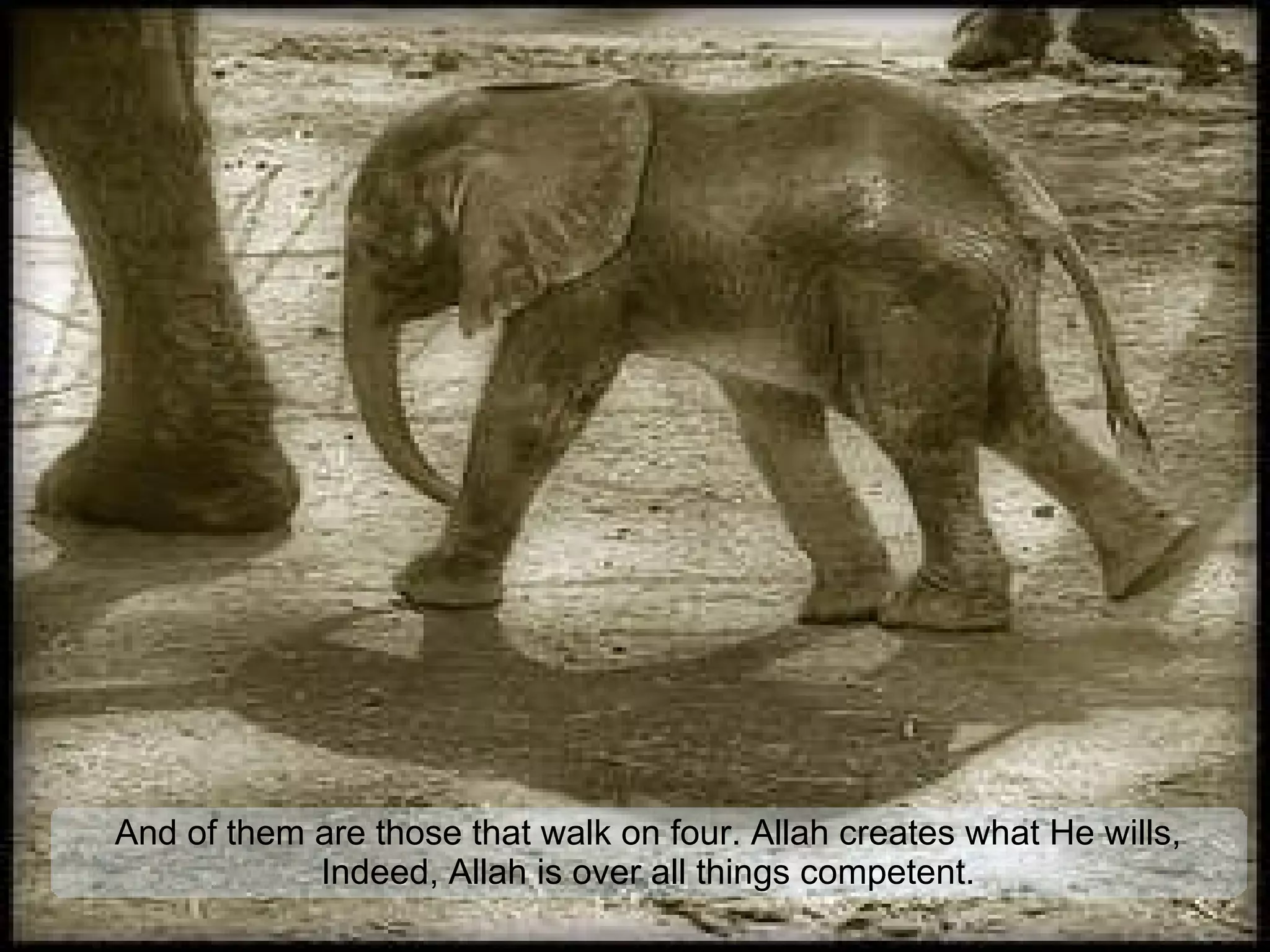 And of them are those that walk on four. Allah creates what He wills, Indeed, Allah is over all things competent. 