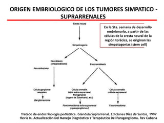 Tratado de endocrinología pediátrica. Glandula Suprarrenal. Ediciones Díaz de Santos, 1997
Hevia M. Actualización Del Manejo Diagnóstico Y Terapéutico Del Paraganglioma. Rev Cubana
ORIGEN EMBRIOLOGICO DE LOS TUMORES SIMPATICO -
SUPRARRENALES
En la 5ta. semana de desarrollo
embrionario, a partir de las
células de la cresta neural de la
región torácica, se originan las
simpatogonias (stem cell)
 